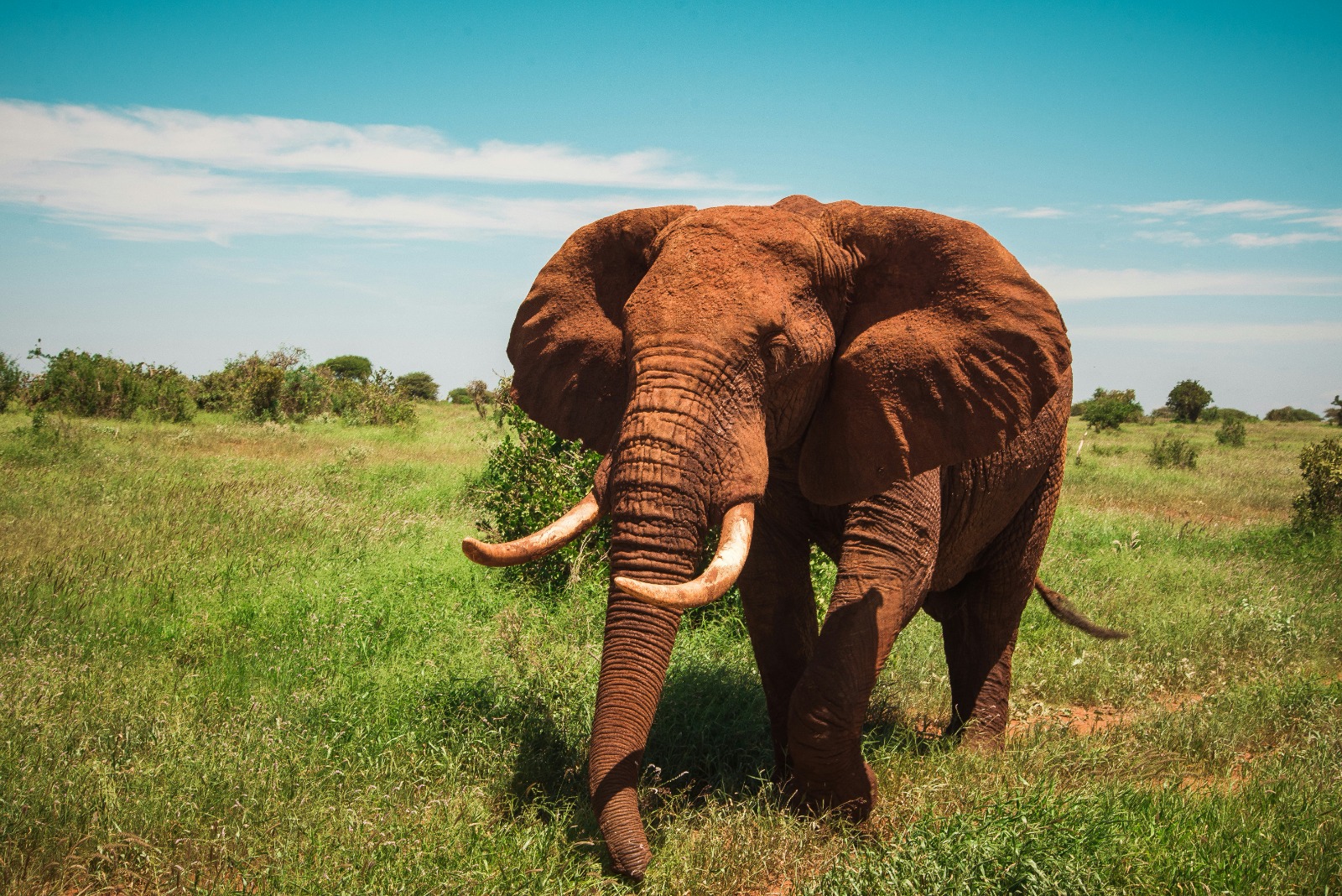 Kenyan safari